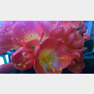 WP 20150224 17 07 24 Pro