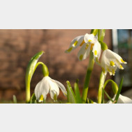 WP 20150310 15 36 25 Pro 1