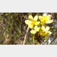 WP 20150318 14 48 55 Pro hummel1