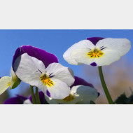 WP 20150321 12 28 25 Pro stiefm1
