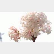 WP 20150323 15 04 01 Pro