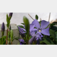WP 20150328 10 30 10 Pro
