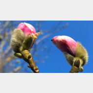 WP 20150328 16 20 41 Pro magnolie22