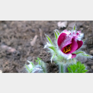WP 20150411 11 51 03 Pro