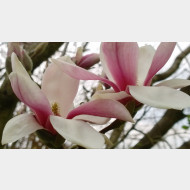 WP 20150411 16 13 10 1Pro