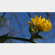 WP 20150415 16 29 44 Pro 1