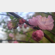 WP 20150417 07 18 03 Pro 1