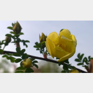 WP 20150429 17 52 39 Pro