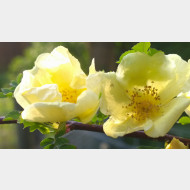 WP 20150429 17 52 56 Pro