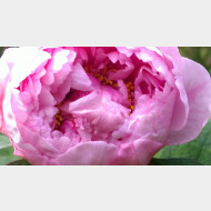 WP 20150430 15 36 49 Pro