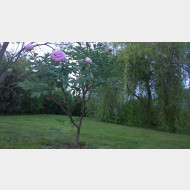 WP 20150501 18 42 10 Pro