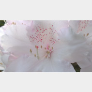WP 20150506 07 16 41 Pro
