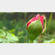 WP 20150524 13 47 44 Pro 1