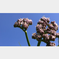 WP 20150529 15 30 59 Pro 1
