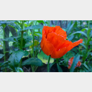 WP 20150531 19 59 41 Pro
