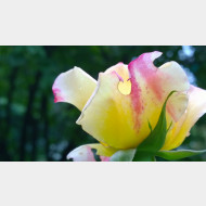 WP 20140823 10 34 47 Pro