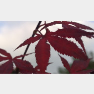 WP 20141004 16 17 48 Pro