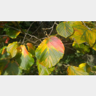 WP 20141019 15 48 03 Pro zaubernuss