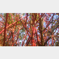 WP 20141101 09 09 50 Pro