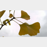 WP 20141106 13 50 36 Pro