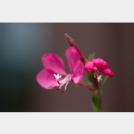 IMG 0285