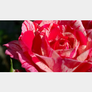 WP 20140818 09 52 37 Pro