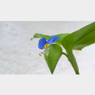 tradescantia 3