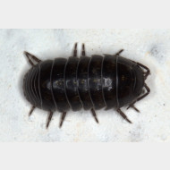 z-Armadillidium_vulgare 