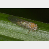 Psyllidae