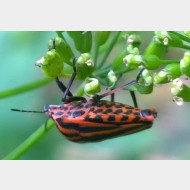Graphosoma lineatum 01