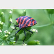 Graphosoma lineatum 02