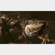 01 Araneus diadematus