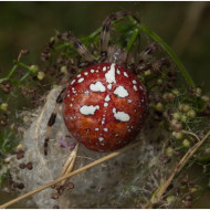 01 Araneus quadratus