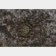 02 Gibbaranea gibbosa