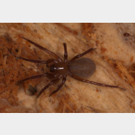 03-Cicurina cicur