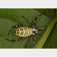 00 Argiope bruennichi