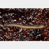 01_Cylindroiulus latestriatus