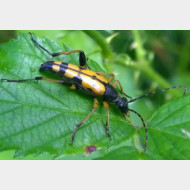 Cerambycidae Rutpela maculata