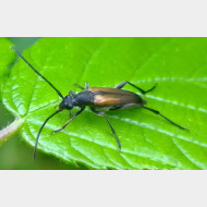 Cerambycidae Stenurella melanura