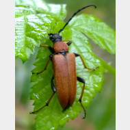 Cerambycidae Stictoleptura rubra w