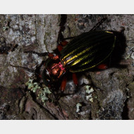 06 Carabus auronitens