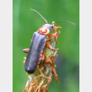 Cantharidae Cantharis pellucida