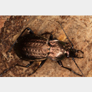 06-Carabus arvensis