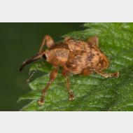 Curculionidae Curculio venosus