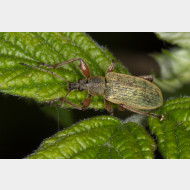 Curculionidae Otiorhynchinae Phyllobius glaucus