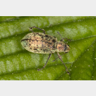 Curculionidae Entiminae Polydrusus cervinus