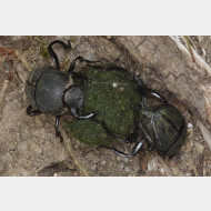 Scarabaeidae Sisyphus schaefferi