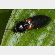 Elateridae Calambus bipustulatus