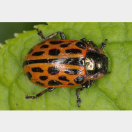 Chrysomelidae Chrysomela vigintipunctata