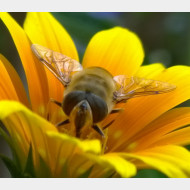 01 schwebfliege 04